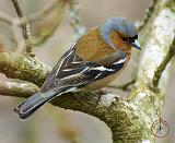 Chaffinch 8R84D-25